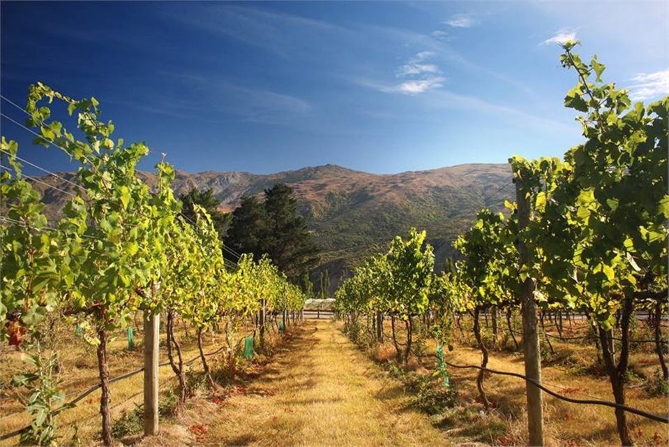 Queenstown & Gibbston Valley Wine Hopper Bus - Tour Description