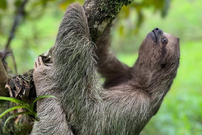 Rain Forest Hike: Rio Celeste Waterfall, Sloth & Butterfly Farm - Tour Highlights