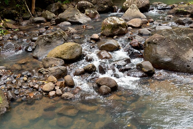 Rainforest Hike and Waterfall Safari - Exploring the West Coast Adventure