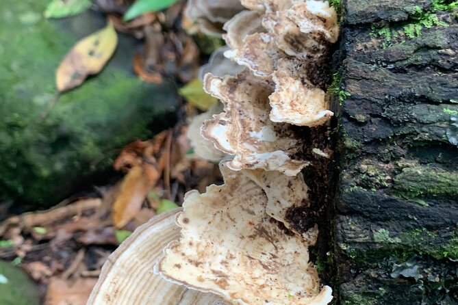 Rainforest River Nature Walk Adventure and Luquillo Beach - Experience the Nature Walk