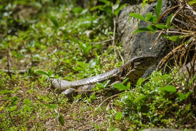 Rainforest Tour - Pickup Information