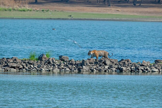 Ranthambore Day Trip From Jaipur With Jeep / Canter Safari - Itinerary Details