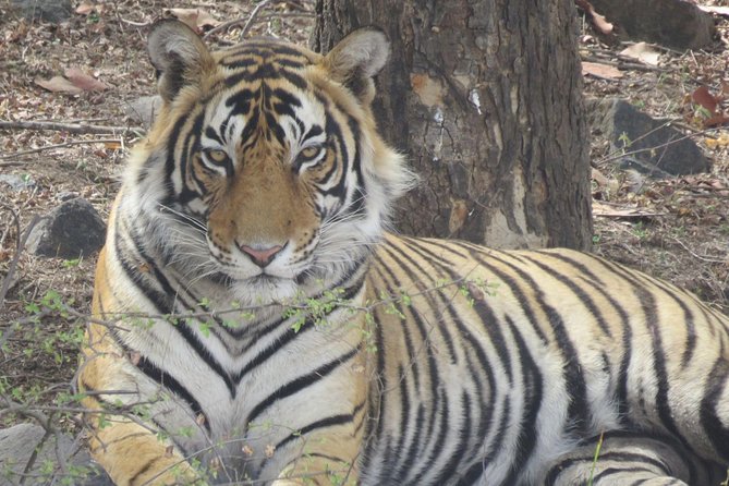 Ranthambore National Park Private Gypsy Safari With Tickets - Transportation and Pickup Details
