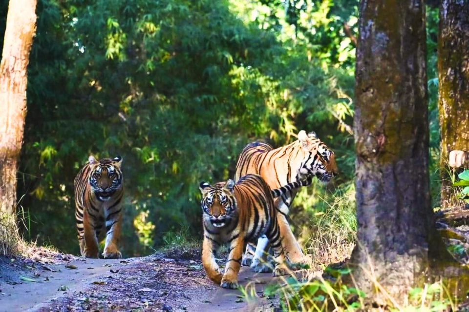 Ranthambore: Skip-the-Line Tiger Safari in Sharing Canter - Ranthambore National Park Facts