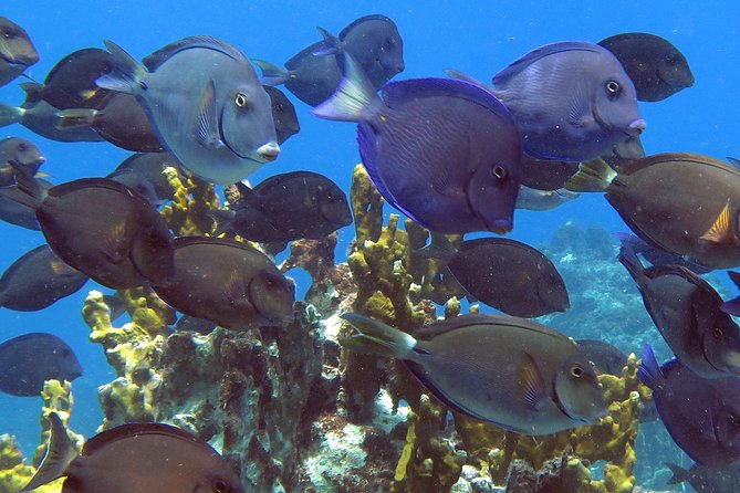 Reef and Turtle Adventure - Kayak and Snorkel Tour - Meeting Details and Logistics