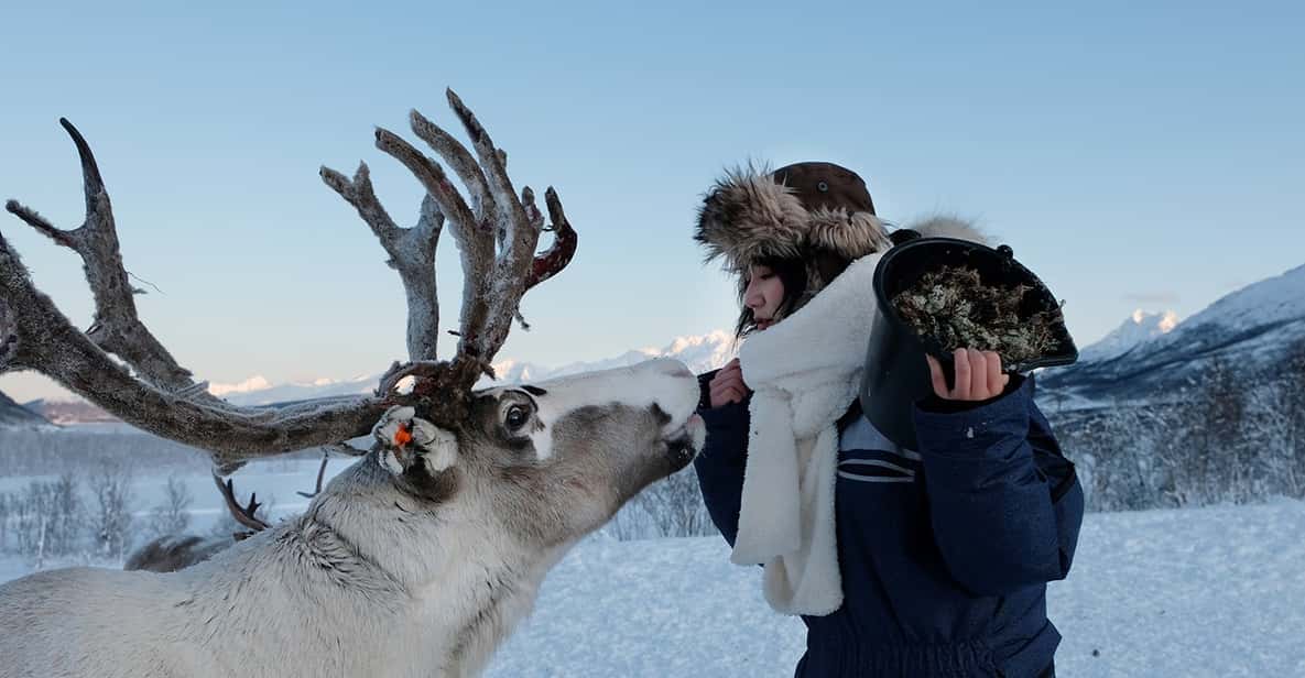 Reindeer Feeding and Sami Experience With Lunch - Highlights and Inclusions