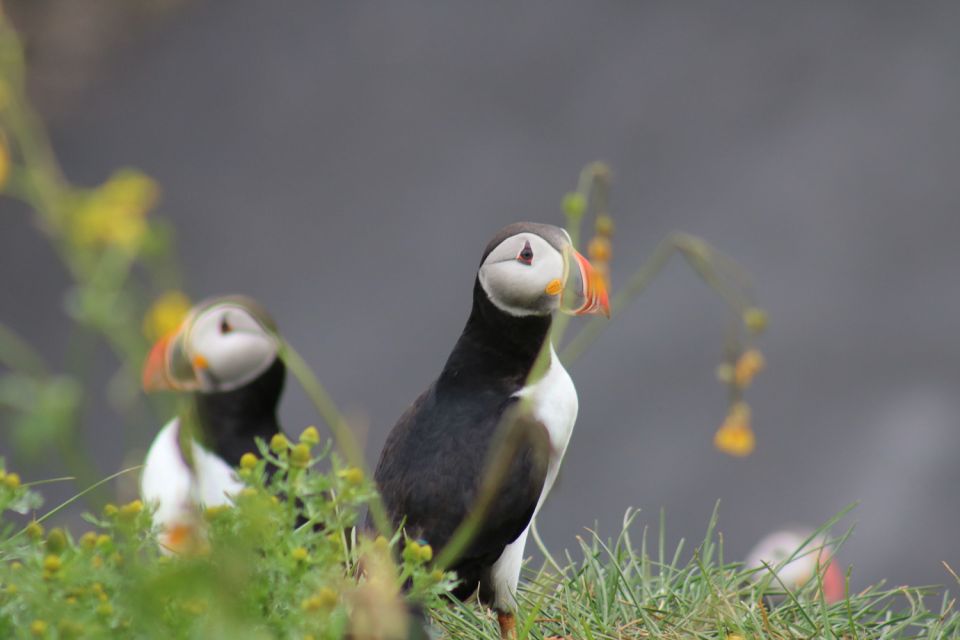 Reykjavik: 1-Hour Puffin Watching Tour - Itinerary and Experience