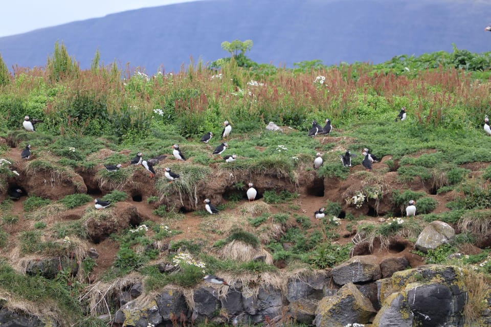 Reykjavik: Whale Watching and Puffin Excursion - Experience at Sea