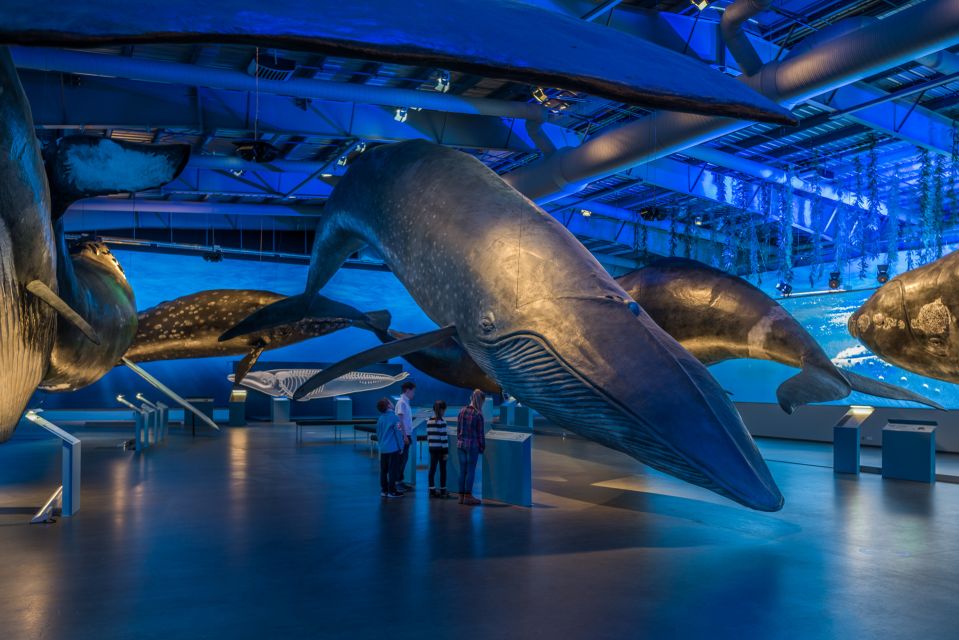 Reykjavik: Whales of Iceland Museum Entrance Ticket - Museum Highlights