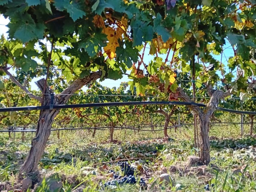 Ribera Del Duero: Wine Tour From Madrid - English or Spanish - Itinerary Details