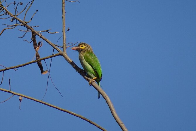 Rishikesh Bird Watching With Cultural Trails Tour From Delhi - Itinerary Highlights