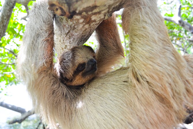 Roatan Drift Snorkel and Monkey/Sloth Sanctuary Tour - Unique Tour Highlights