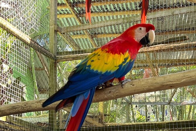 Roatan Wild Life Experiences With Chocolate and Rum Tasting - Chocolate and Rum Tasting