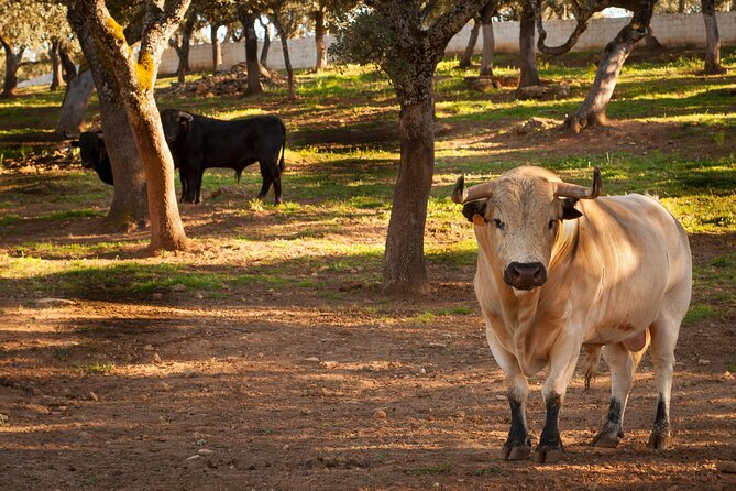 Ronda Guided Tour - Exploring the UNESCO Biosphere