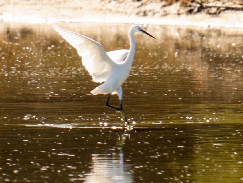 Safari & Birdwatching in Vjosa-Narta Protected Landscape - Detailed Itinerary