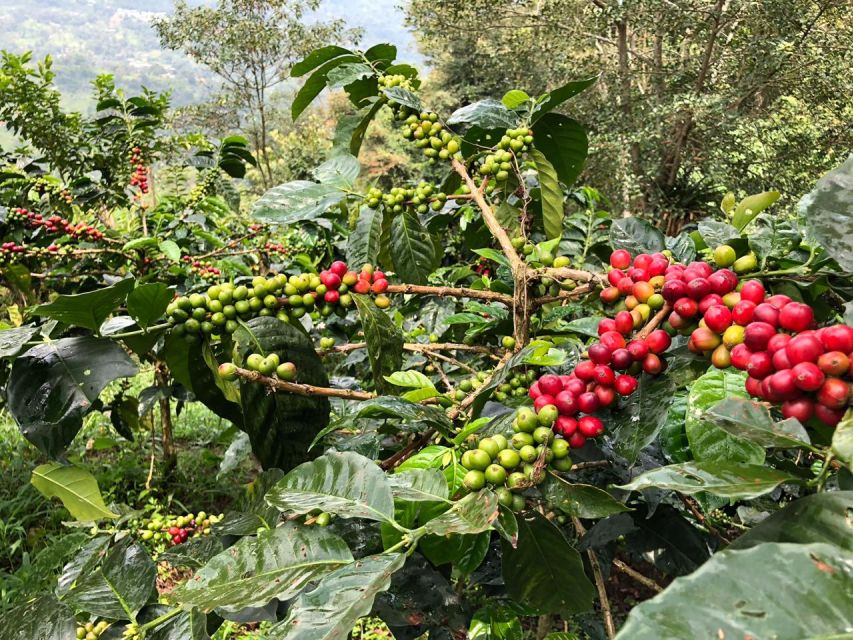 Salento: Private Cocora Valley, Salento & Coffee Farm Tour - Highlights of the Experience
