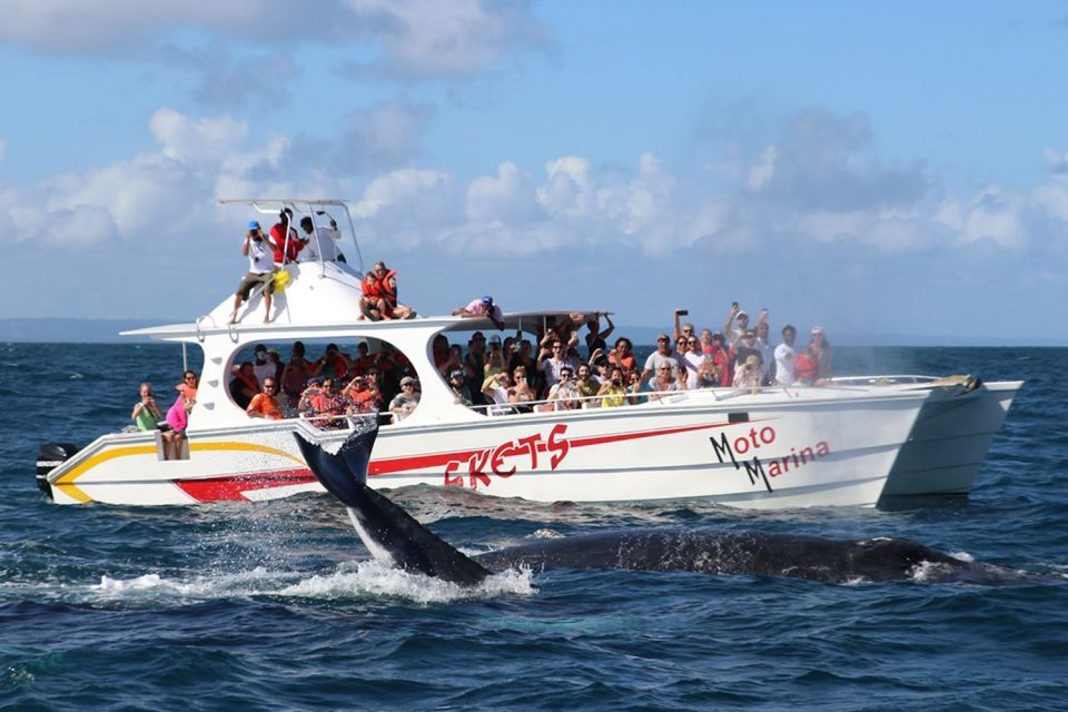 Samana: Bay of Samana Whale Watching Experience - Meeting Point and Departure