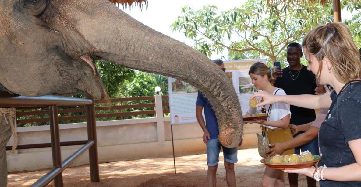 Samui: Feeding Program at the Elephant Home Nursery - Highlights