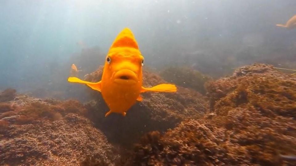 San Diego: La Jolla Cove Guided Snorkeling Tour - Inclusions