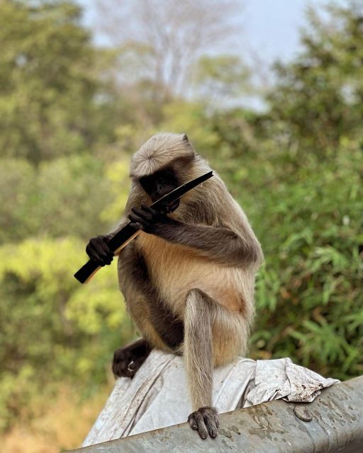 Sanjay Gandhi National Park + Kenheri Caves + Lion Safari - Tour Inclusions