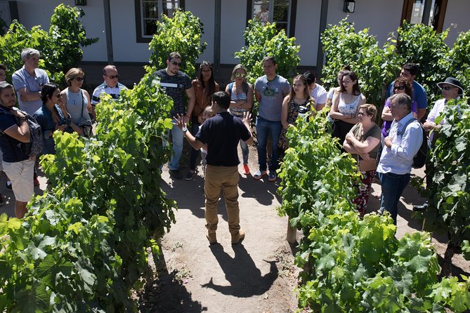 Santa Rita Winery Selection Tour - Wine Tasting Details