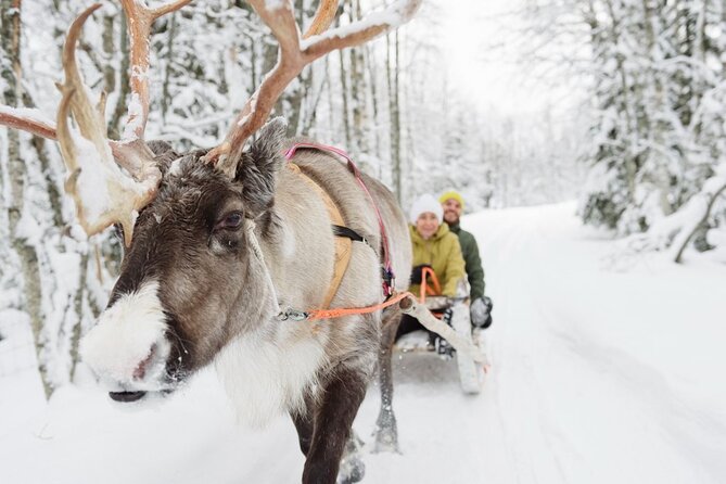 Santas Reindeer & Husky Safari + Santas Pets + Aurora BBQ! - Amenities and Transfers Included