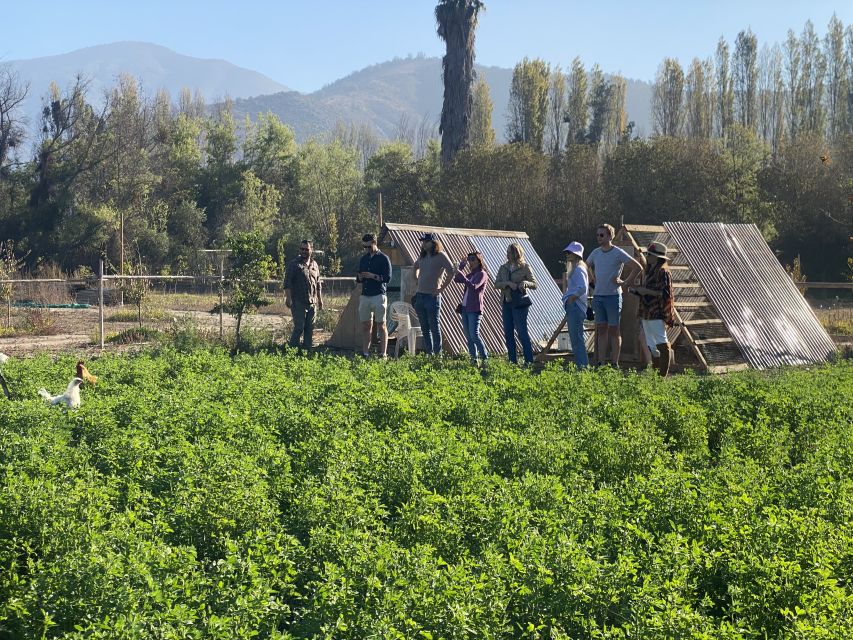 Santiago: Maipo Valley Wine Tasting Tour With 3 Vineyards - Itinerary Highlights