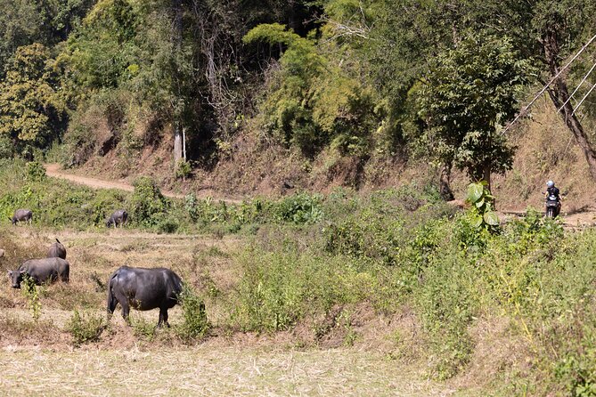 Scooter Adventure With Elephants, Views and FUN Drive Yourself - Health and Safety Guidelines