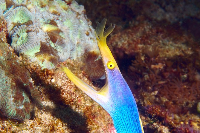 Scuba Diving at Padangbai: Shark Point and Blue Lagoon - Marine Life Encounters