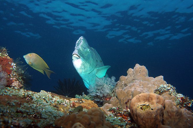 Scuba Diving at Tulamben USAT Liberty Wreck - Scuba Diving Experience Details