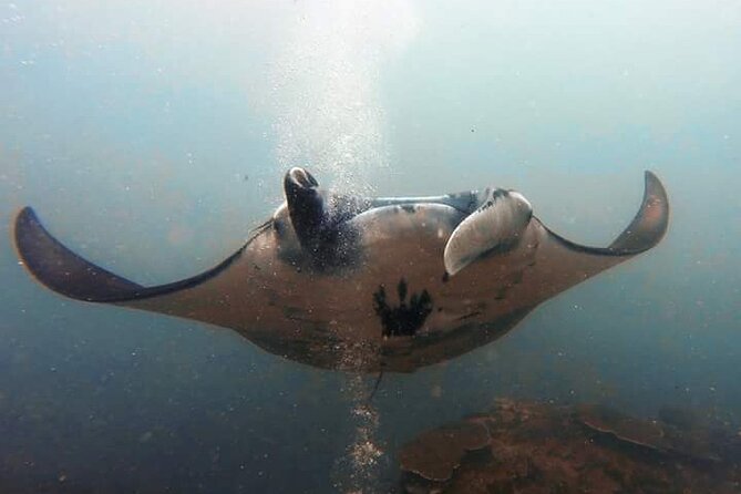 Scuba Diving in Nusa Penida Island and Manta Point - Manta Point Highlights