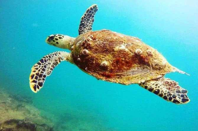 Scuba Diving in Unawatuna - Whats Included in Your Dive