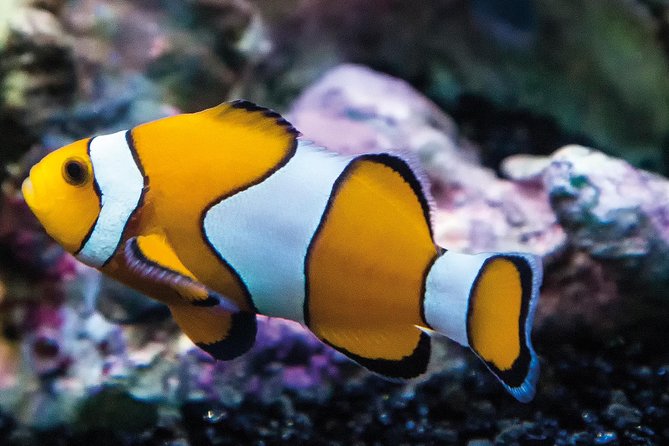 SEA LIFE Paris Val Deurope Aquarium Entry Ticket - Inclusions of the Ticket