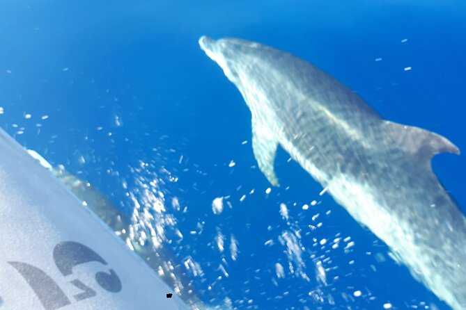 SEA SAFARI Dolphins, Whales, 3h Speedboat - Included Equipment and Amenities