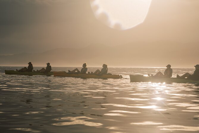 Seal Kayaking Adventure in Kaikoura - Wildlife Encounters