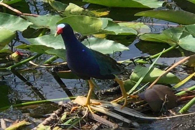 Semi-Private 1-Hour Airboat Tour of Miami Everglades - Unique Everglades Experience