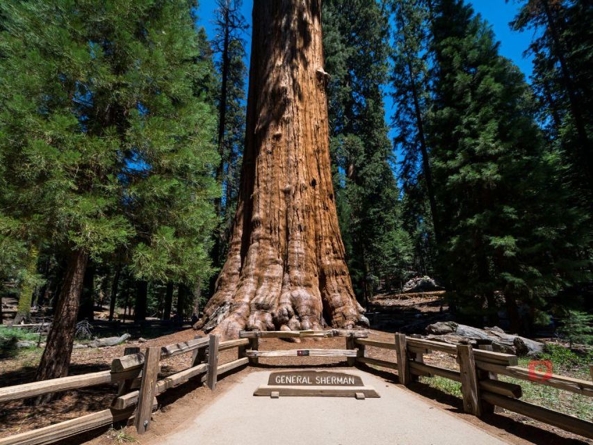 Sequoia & Kings Canyon: Self-Guided Audio Driving Tour - Wildlife and Activities