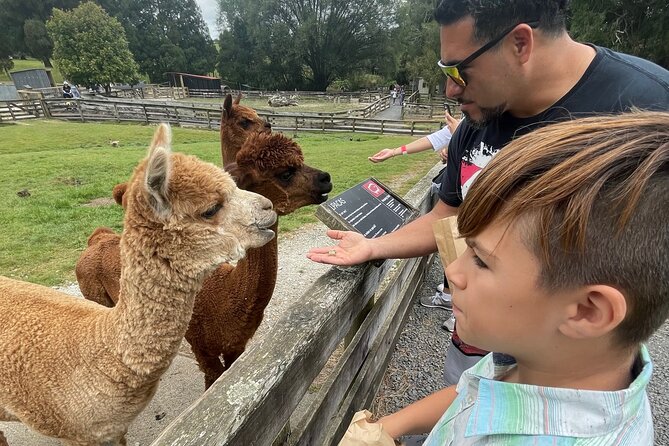 Sheep World Country Tour From Auckland - Itinerary Highlights