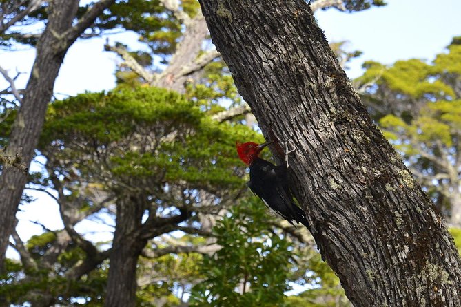 Shore Excursion - National Park Tierra Del Fuego - Itinerary Details