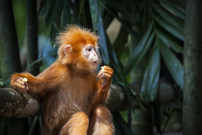 Silver Leaf Monkeys and Firefly Tour With Boat Ride and Seafood Dinner - Wildlife Encounters