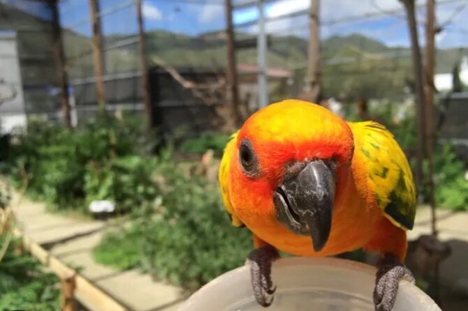 Sint Maarten Island Private Tours - Pricing and Inclusions