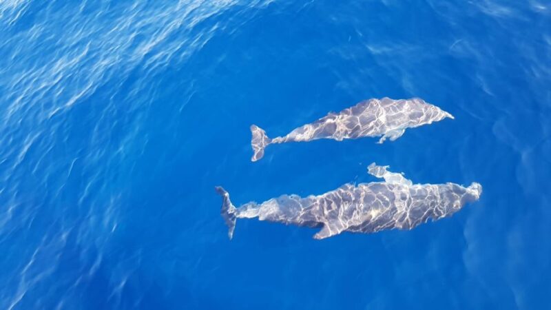 Skiathos: Day-Sailing Tour With Lunch on Board - Experience Highlights