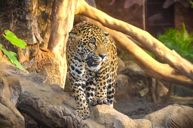 Skip the Line: Diamante Eco Adventure Park: Animal Sanctuary Discovery Ticket - Visitor Experience Highlights