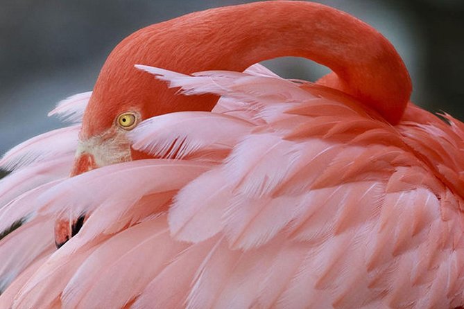 Skip the Line: Flamingo Gardens Admission Ticket in Fort Lauderdale - Unique Attractions to Explore