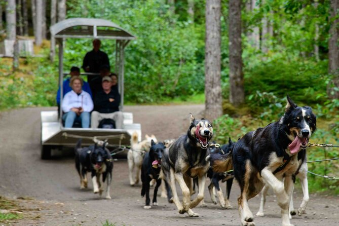 Sled Dog Discovery in Skagway - Pricing and Inclusions