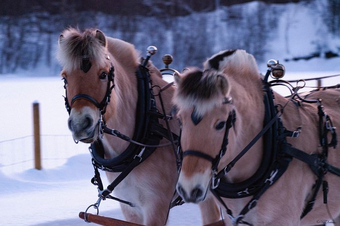 Sleigh Ride W/ Snacks - Experience Arctic Farm Life - Meeting and Pickup Details