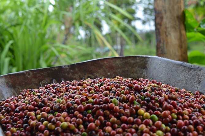 Sloth Forest Tour, Organic Coffee and Chocolate Tour and Waterfall - Waterfall Visit Highlights