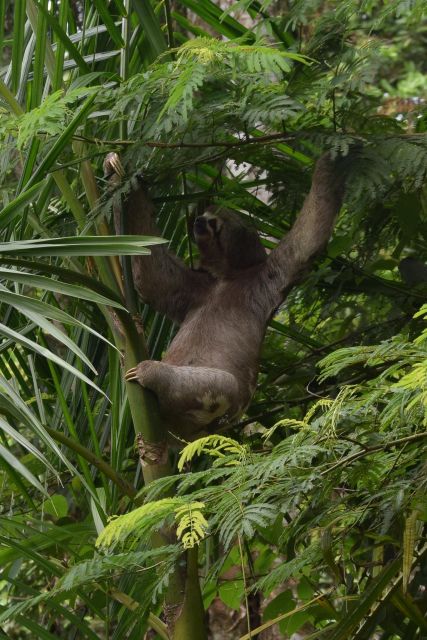 Sloth Search - Tour Experience Details