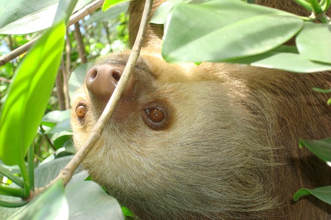 Sloths Lovers Tour. Puerto Limon Shore Excursion - Detailed Itinerary