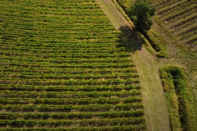 Small Group Brunello Di Montalcino Wine Tour From Siena - Itinerary and Experience